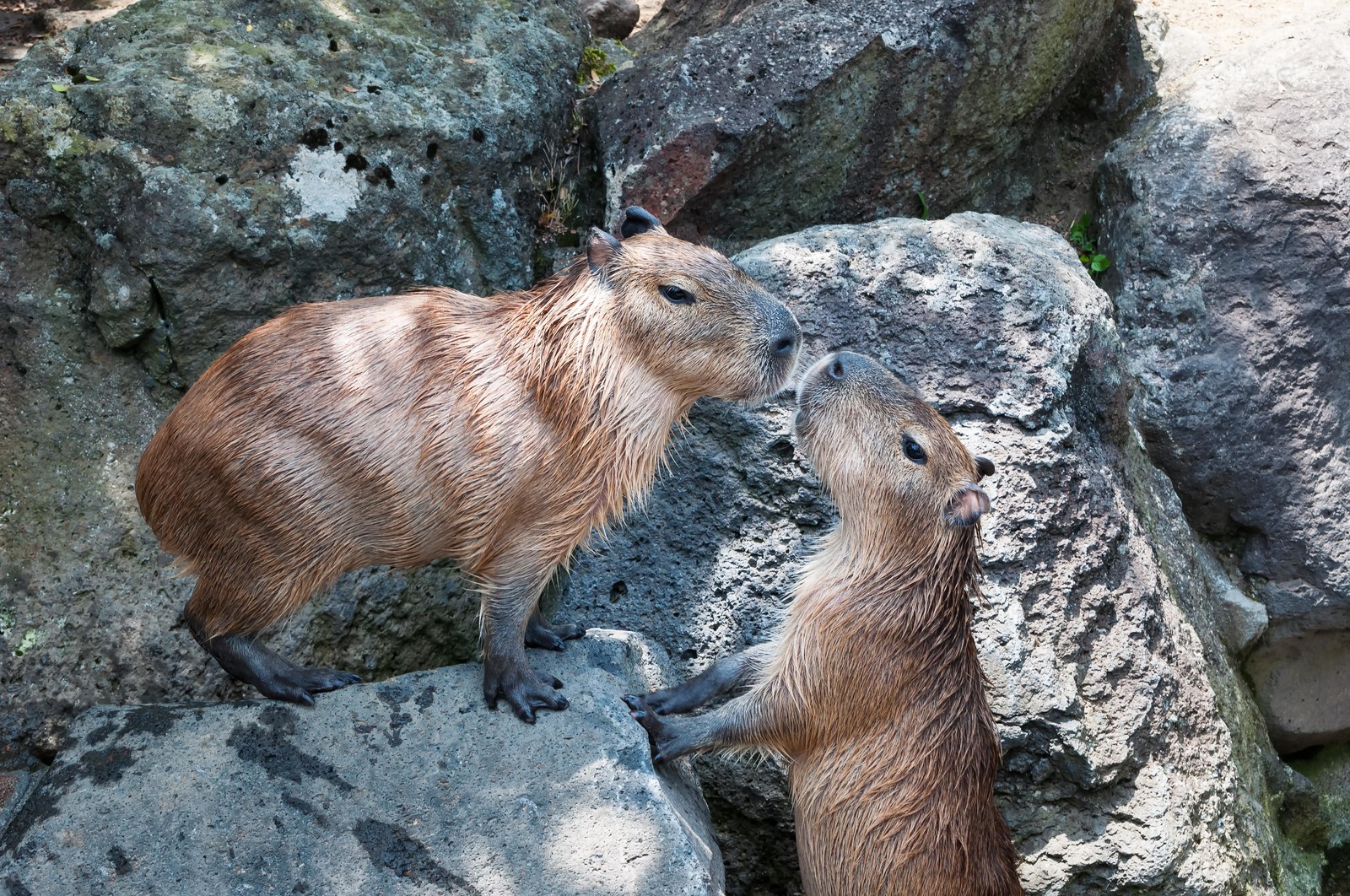 動物のカップル